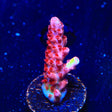 CB Maleficent Acropora Coral