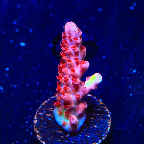 CB Maleficent Acropora Coral
