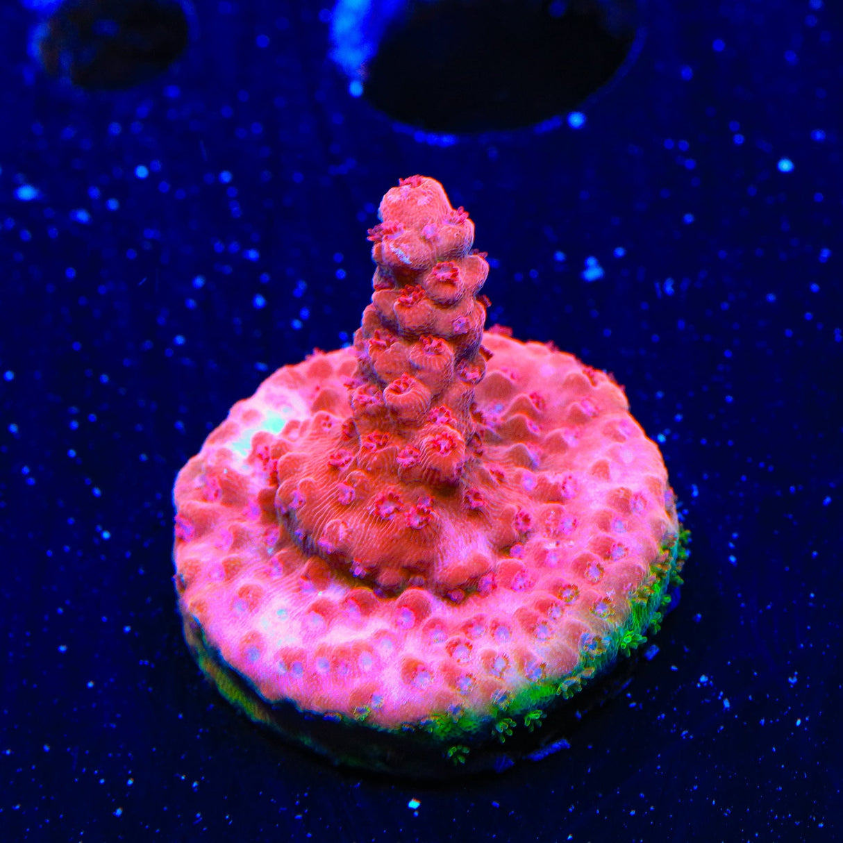 CB Maleficent Acropora Coral