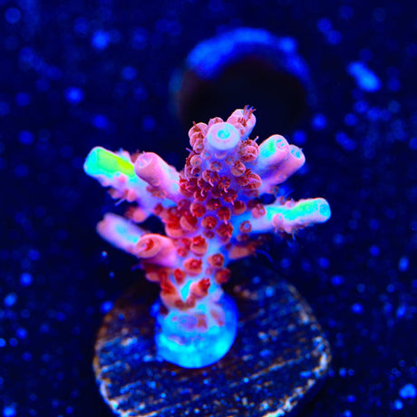 CB Maleficent Acropora Coral