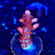 CB Maleficent Acropora Coral