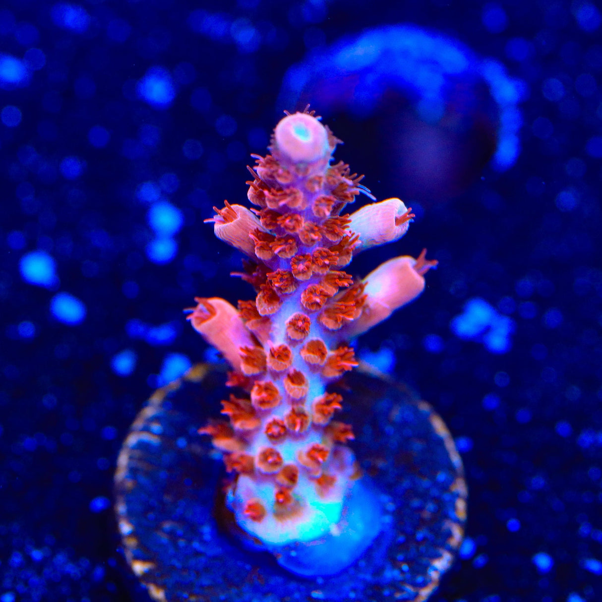 CB Maleficent Acropora Coral