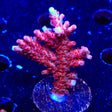 CB Maleficent Acropora XL Frag Coral