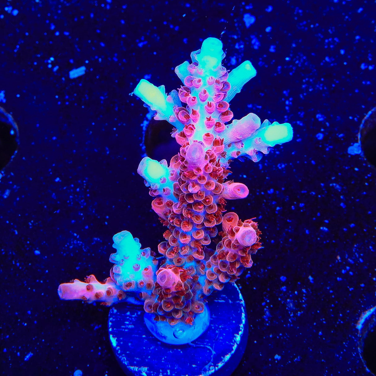 CB Maleficent Acropora XL Frag Coral