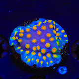 CB Monet Madness Cyphastrea Coral