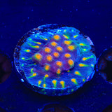 CB Monet Madness Cyphastrea Coral
