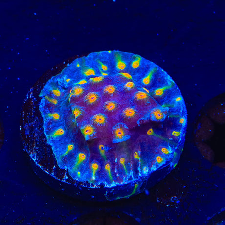 CB Monet Madness Cyphastrea Coral
