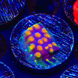CB Monet Madness Cyphastrea Coral