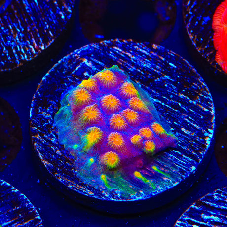 CB Monet Madness Cyphastrea Coral