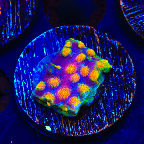 CB Monet Madness Cyphastrea Coral