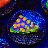 CB Monet Madness Cyphastrea Coral
