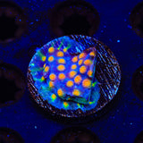 CB Monet Madness Cyphastrea Coral