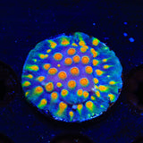 CB Monet Madness Cyphastrea Coral