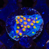 CB Monet Madness Cyphastrea Coral