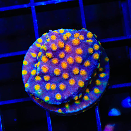 CB Monet Madness Cyphastrea Coral