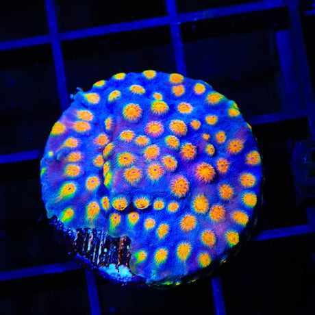 CB Monet Madness Cyphastrea Coral