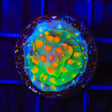 CB Monet Madness Cyphastrea Coral