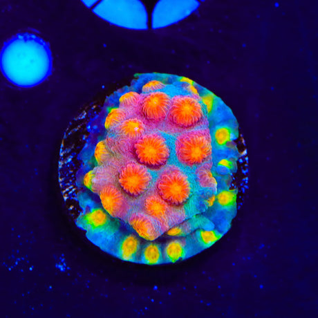 CB Monet Madness Cyphastrea Coral