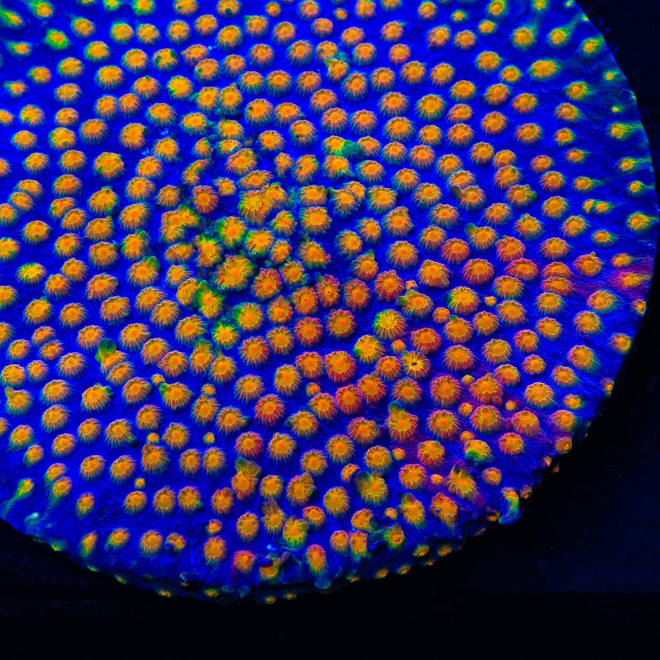 CB Monet Madness Cyphastrea Coral