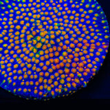 CB Monet Madness Cyphastrea Coral