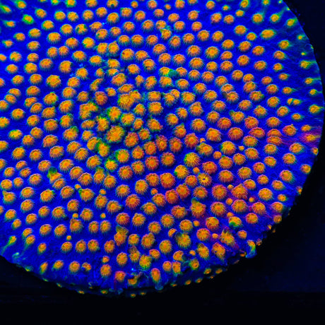 CB Monet Madness Cyphastrea Coral