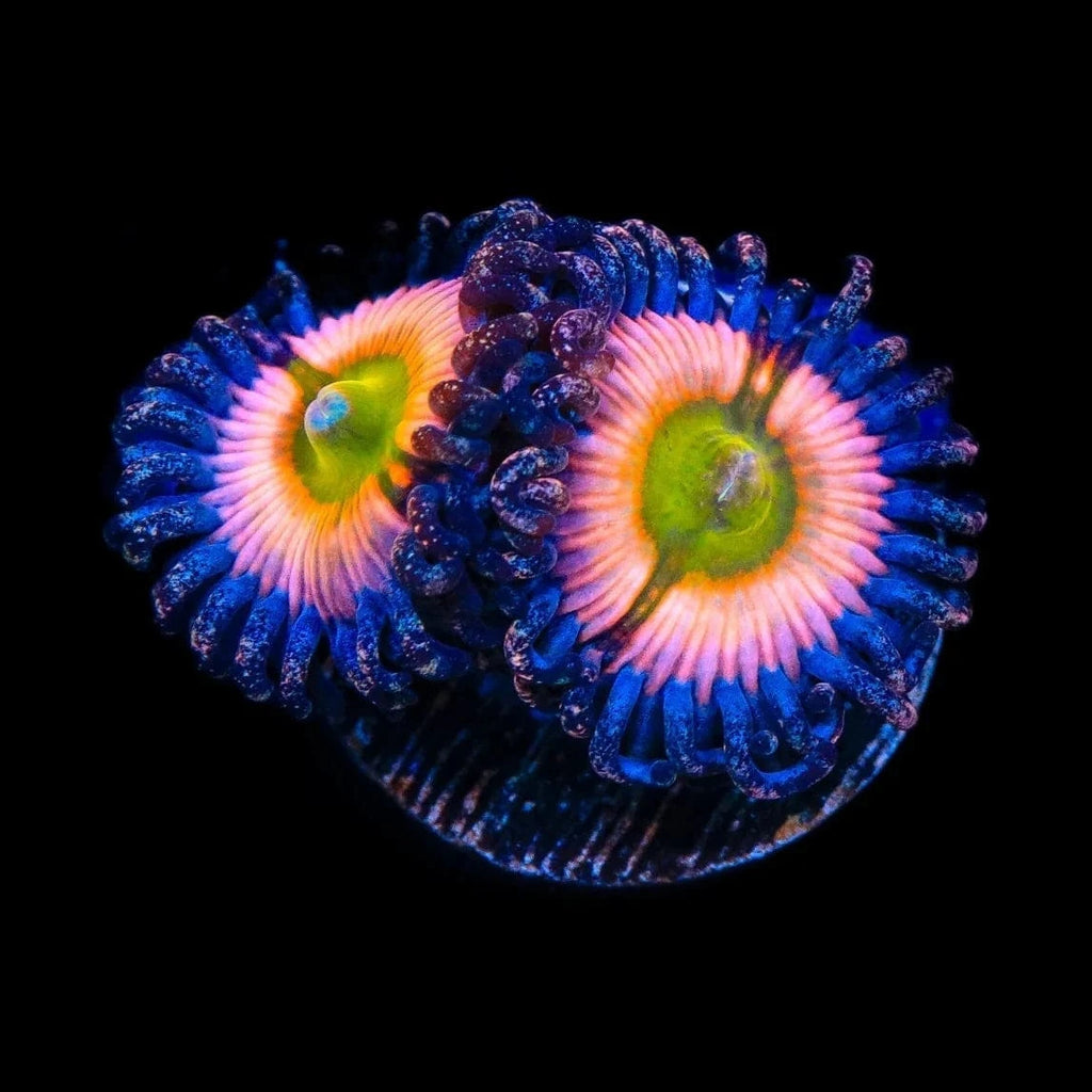 CB Rainbow Infusion Zoanthids Coral – Top Shelf Aquatics