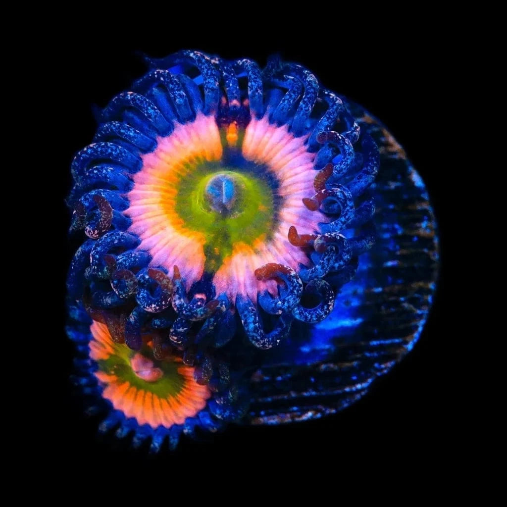 CB Rainbow Infusion Zoanthids Coral