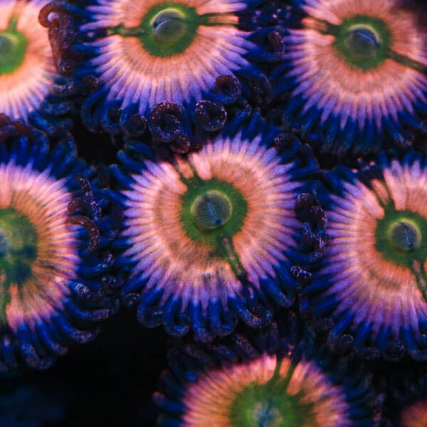 CB Rainbow Infusion Zoanthids Coral – Top Shelf Aquatics