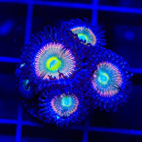 CB Rainbow Infusion Zoanthids Coral