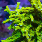 CB The Thing Anacropora Coral