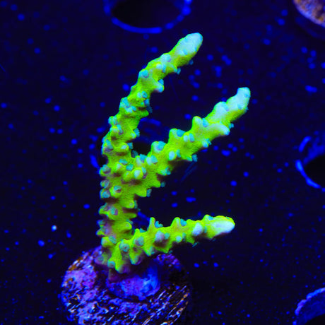 CB The Thing Anacropora Coral