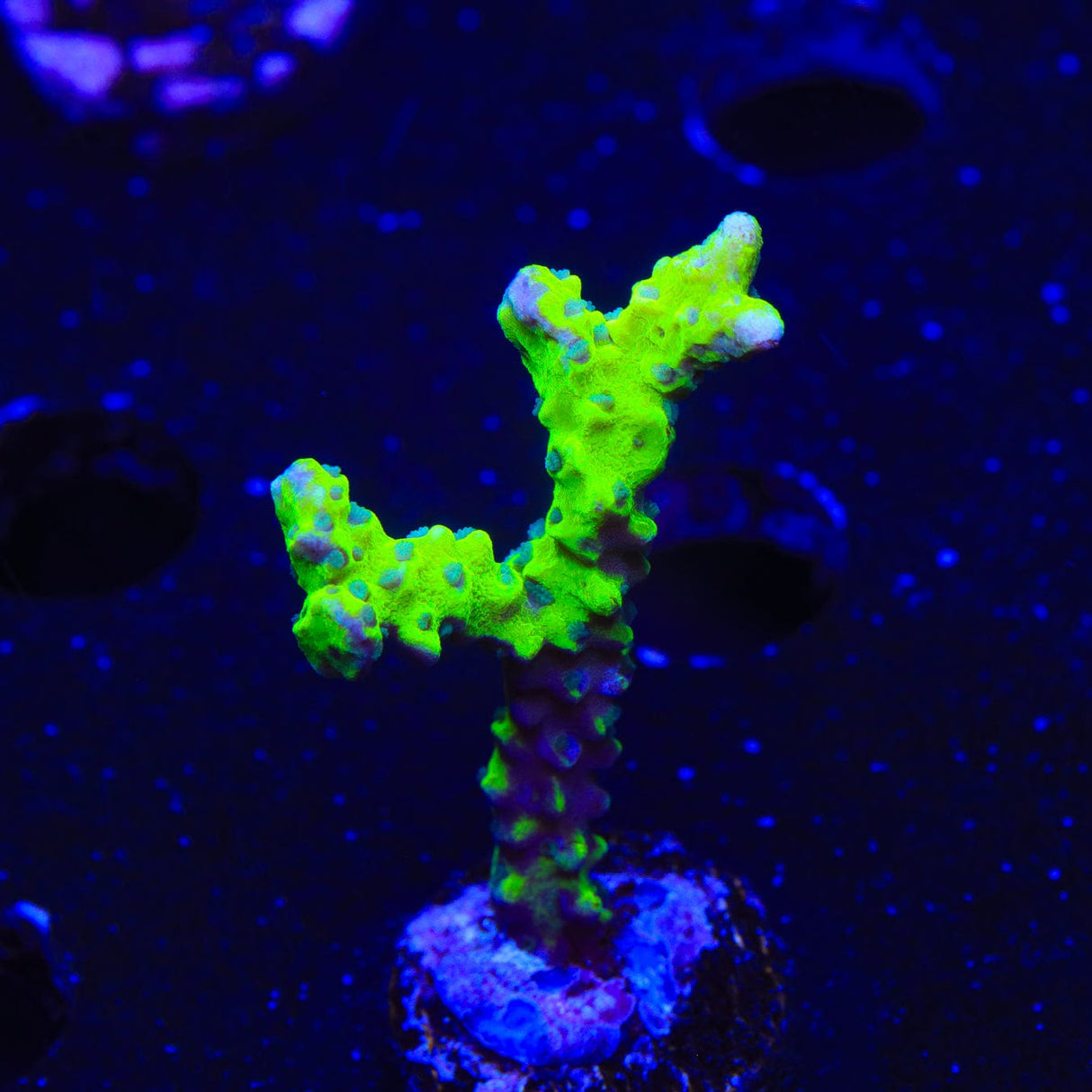 CB The Thing Anacropora Coral