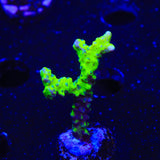 CB The Thing Anacropora Coral