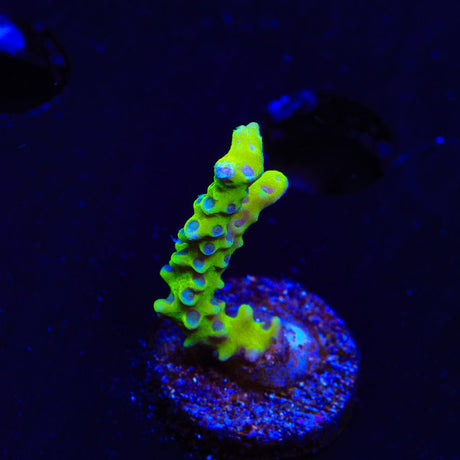 CB The Thing Anacropora Coral