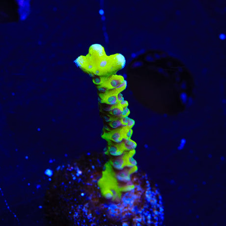 CB The Thing Anacropora Coral