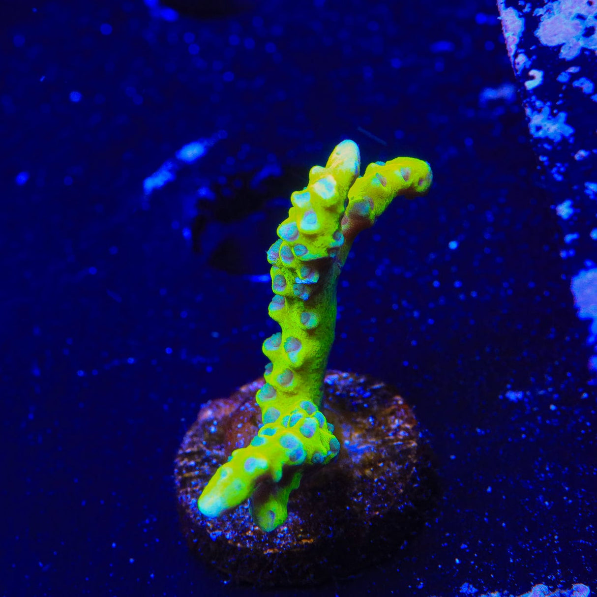 CB The Thing Anacropora Coral