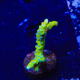 CB The Thing Anacropora Coral