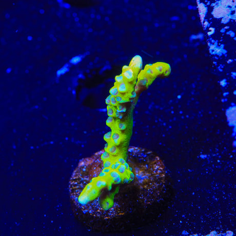 CB The Thing Anacropora Coral