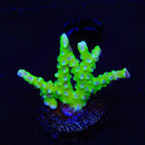 CB The Thing Anacropora Coral