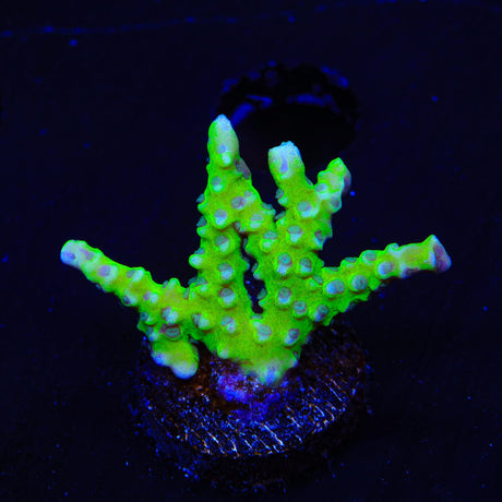 CB The Thing Anacropora Coral