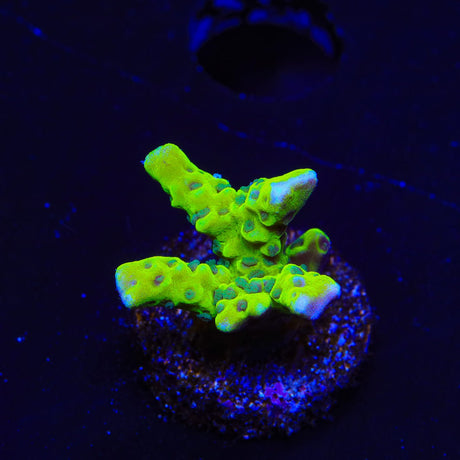 CB The Thing Anacropora Coral