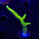 CB The Thing Anacropora Coral