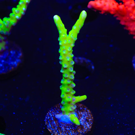 CB The Thing Anacropora Coral