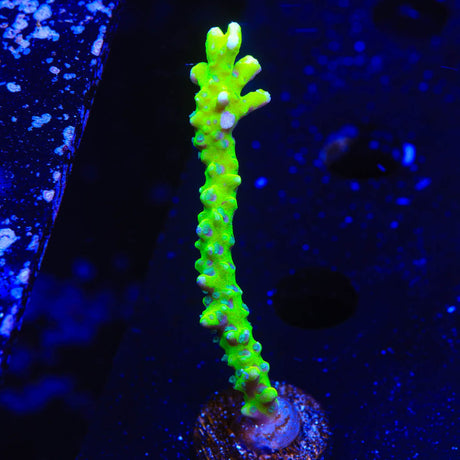 CB The Thing Anacropora Coral