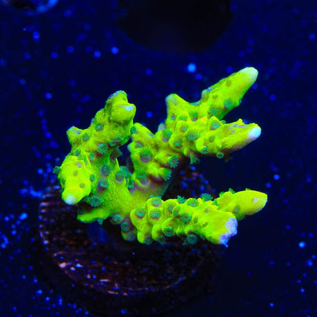 CB The Thing Anacropora Coral