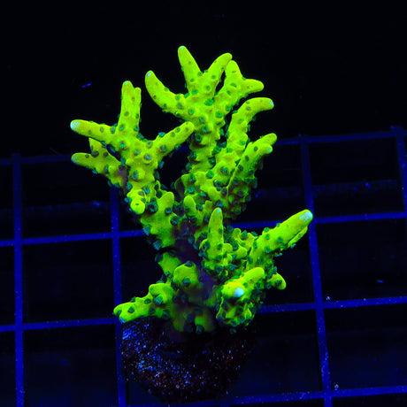 CB The Thing Anacropora XL Frag Coral