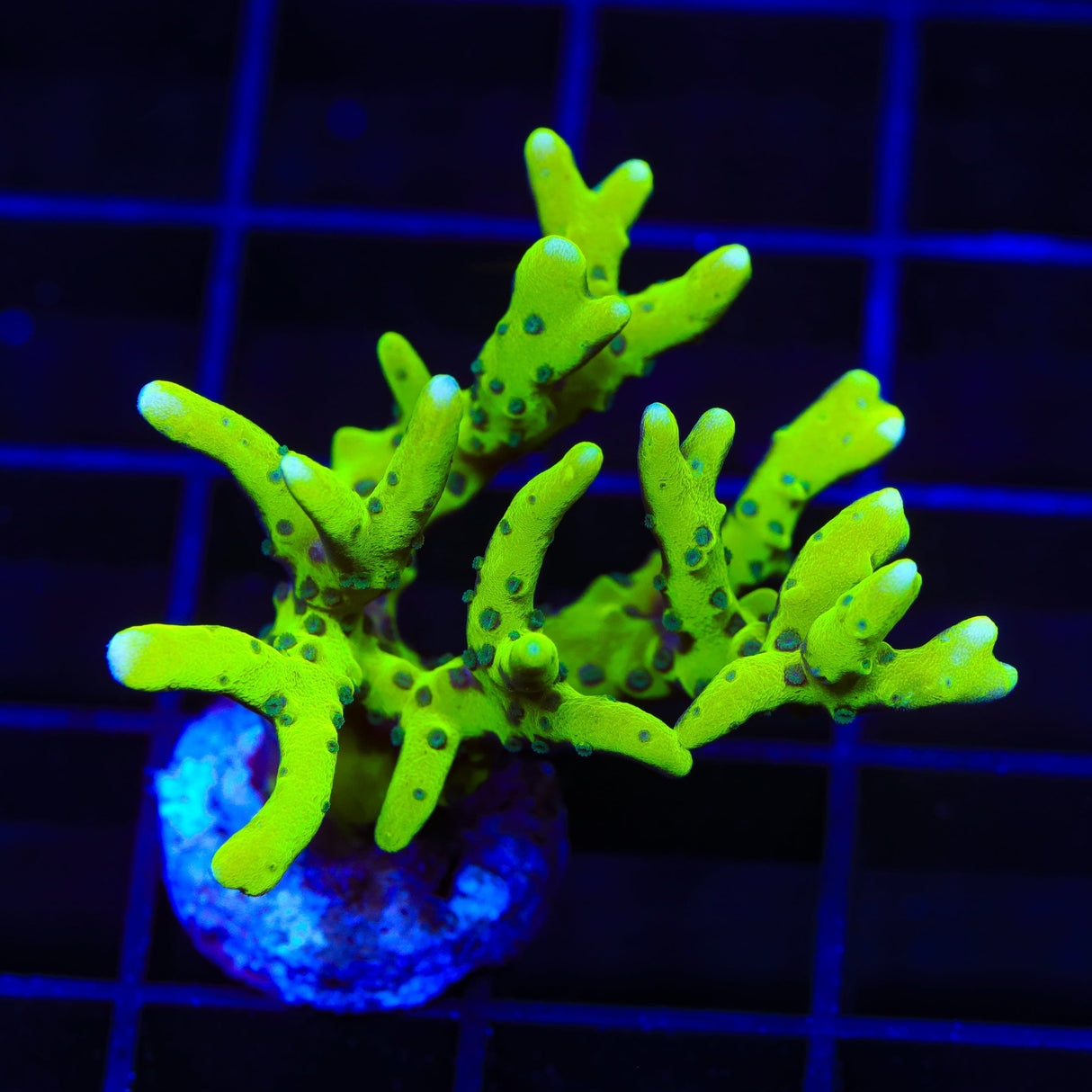 CB The Thing Anacropora XL Frag Coral