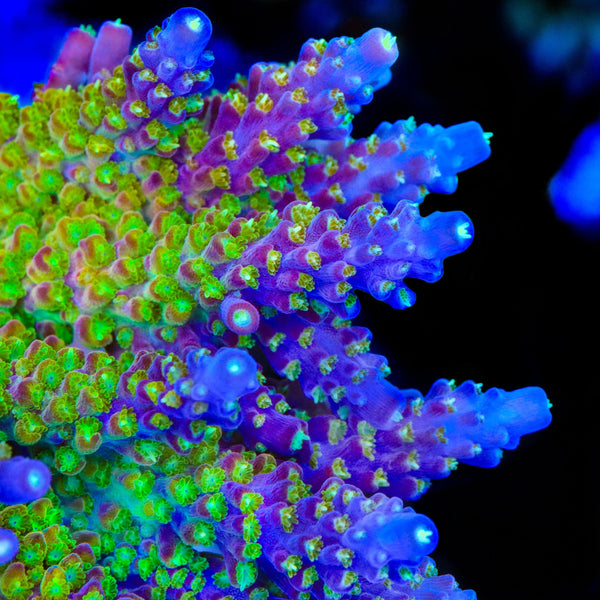 CC Banana Hammock Acropora Coral