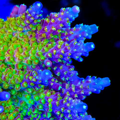 CC Banana Hammock Acropora Coral