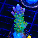 CC Banana Hammock Acropora Coral